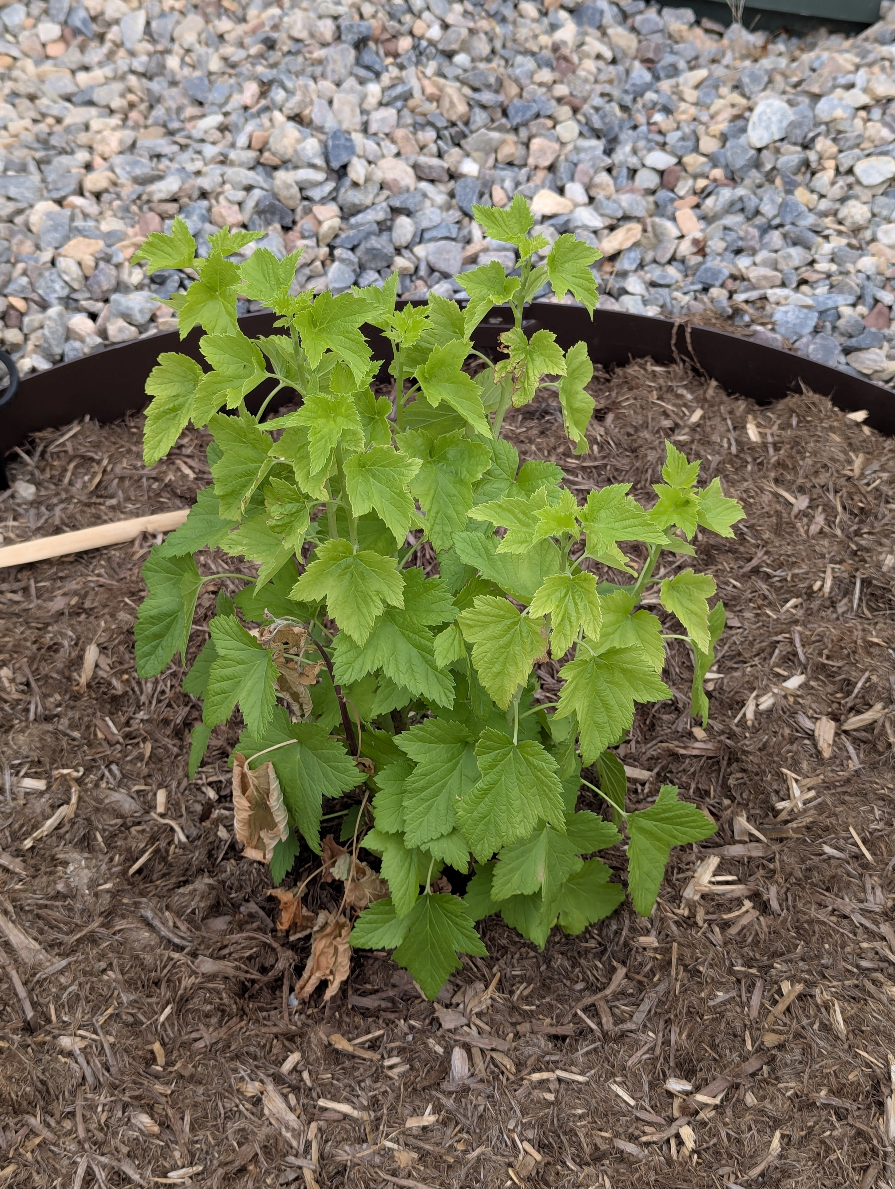 Garden, Flowers, Morrison, Colorado